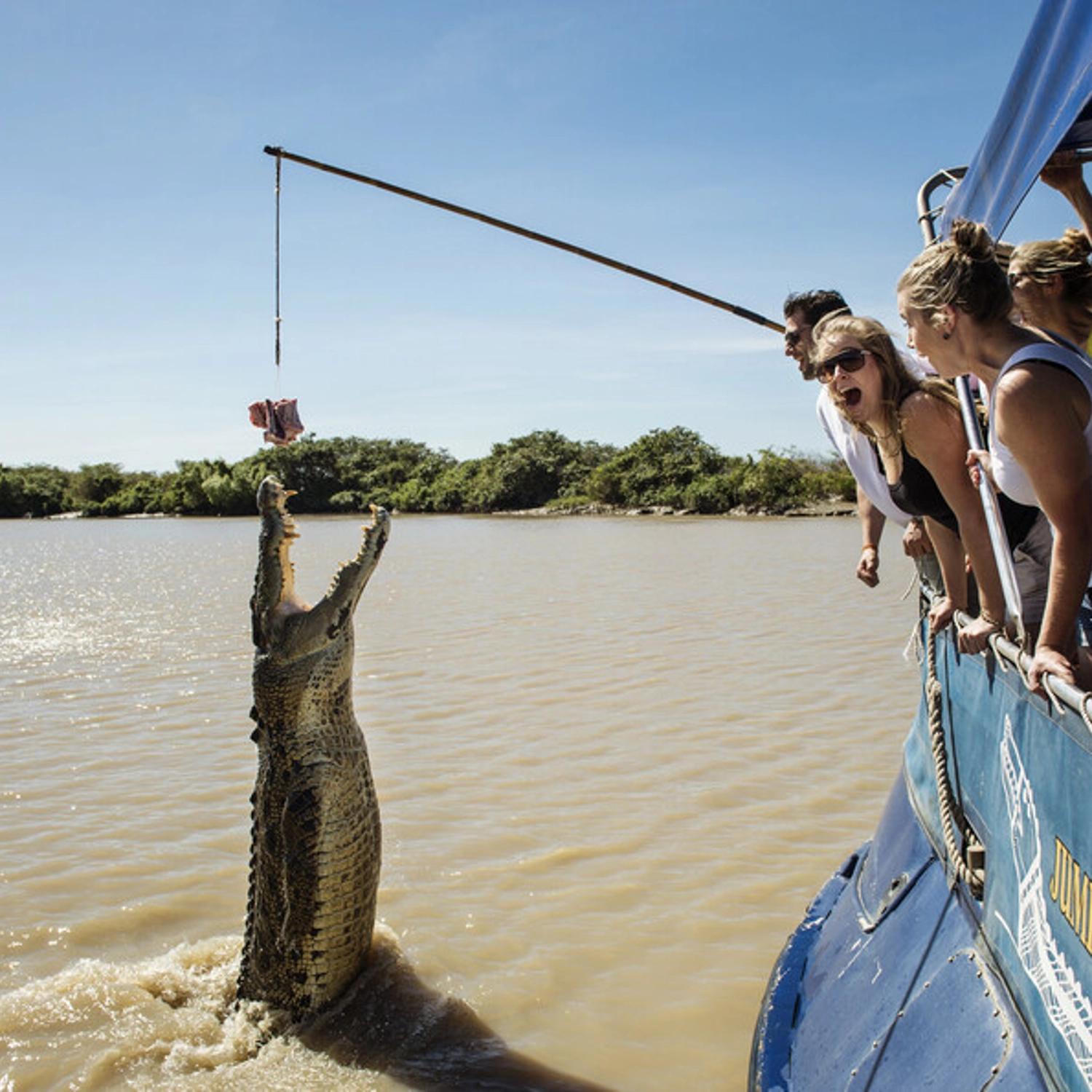 Large saltwater crocodile jumping out of the water